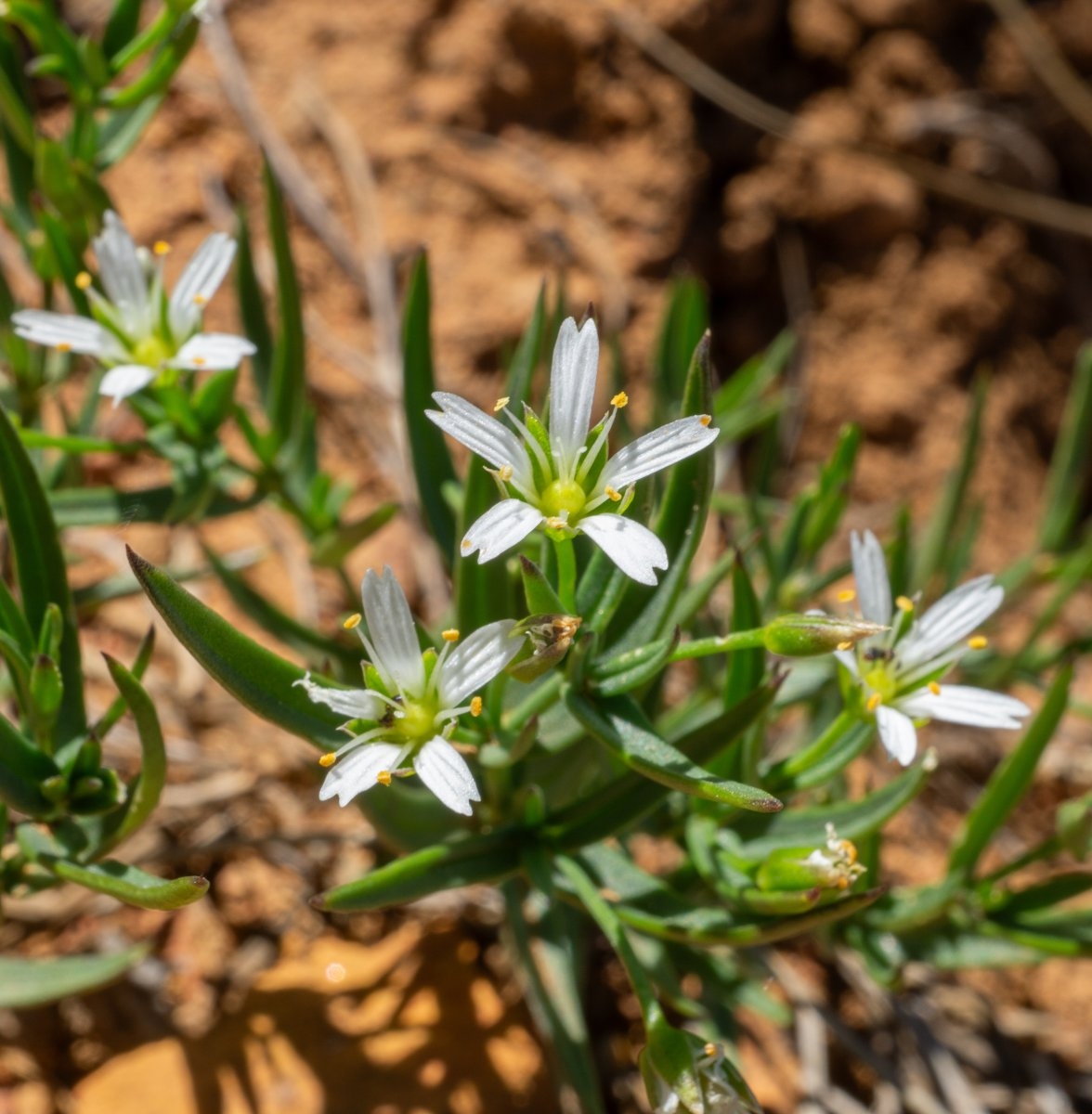 Pseudostellaria sierrae