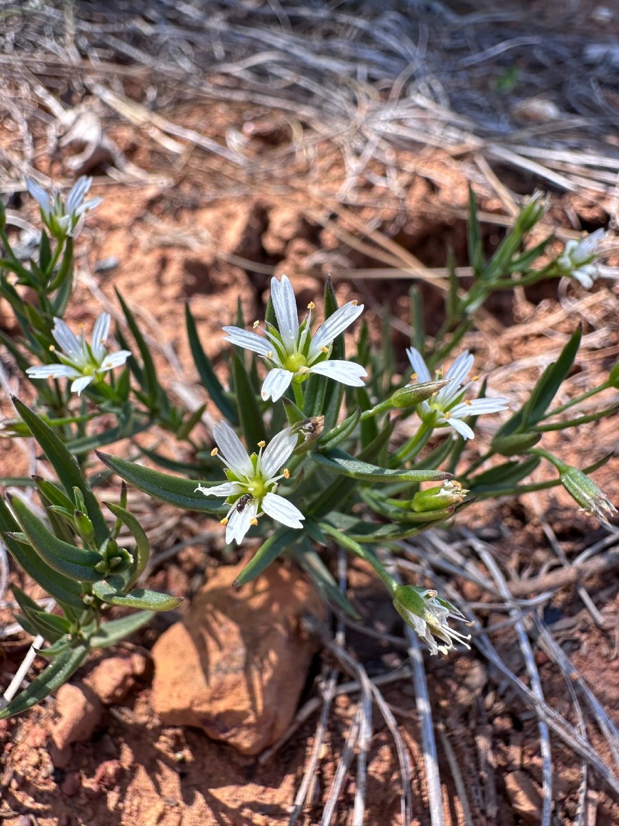 Pseudostellaria sierrae