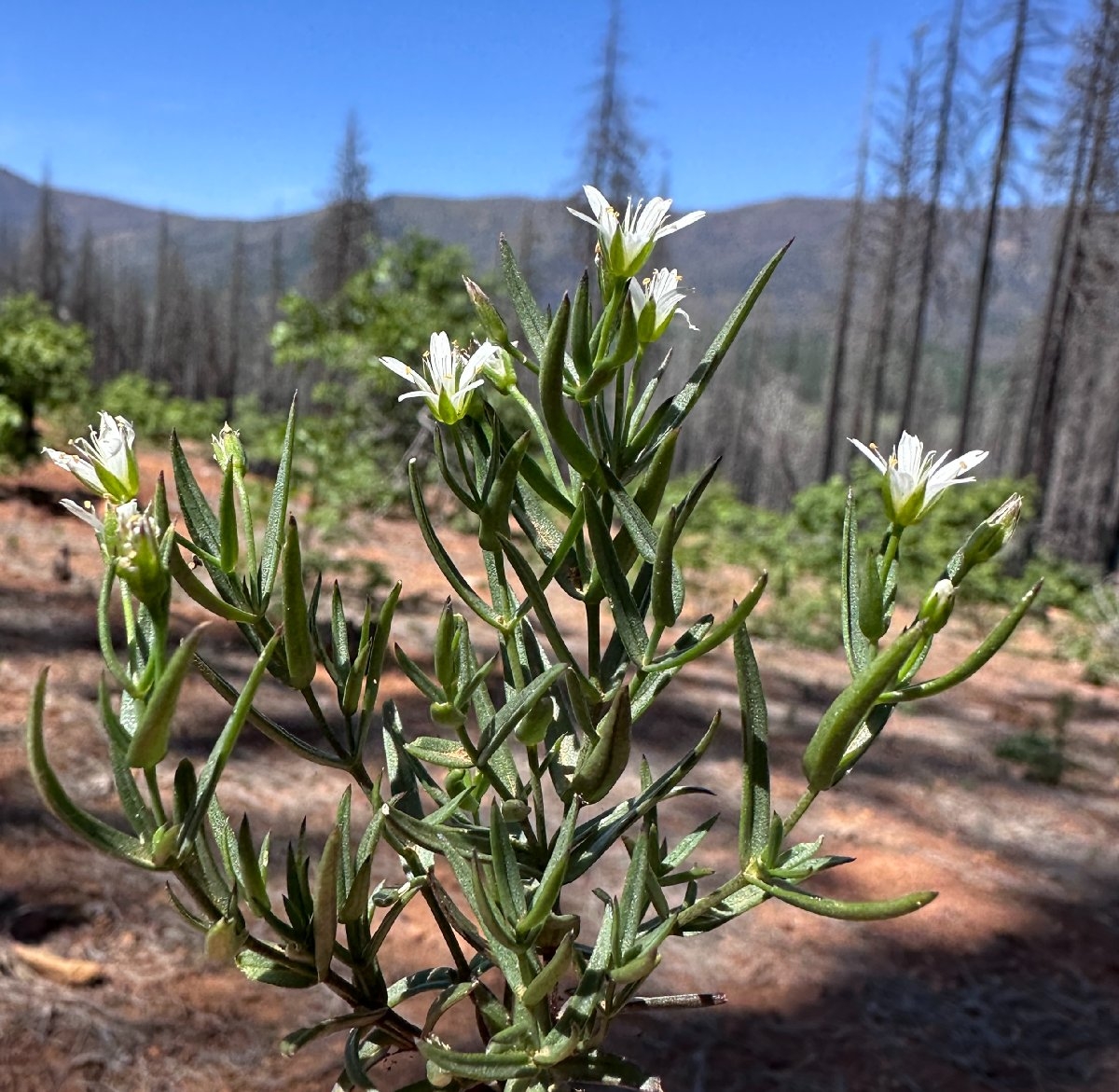 Pseudostellaria sierrae