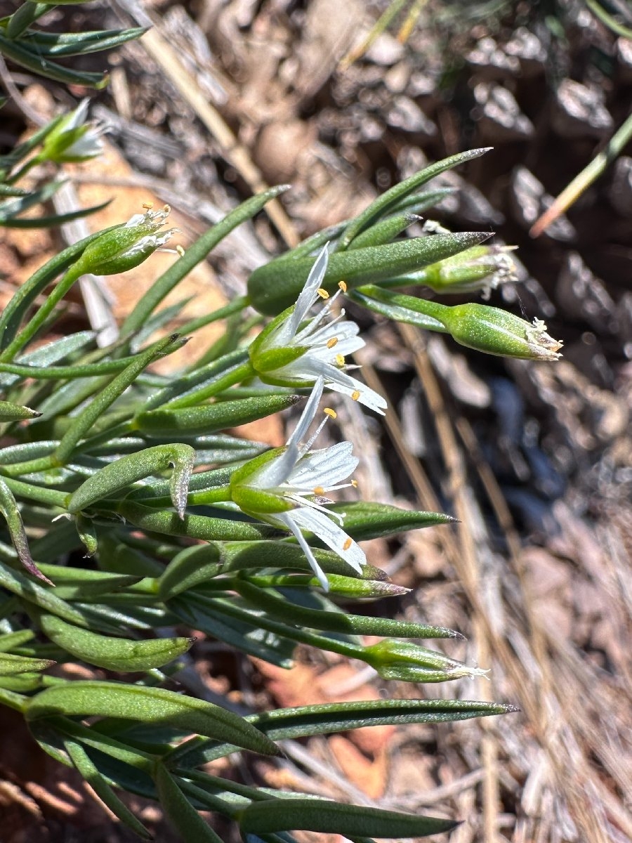 Pseudostellaria sierrae