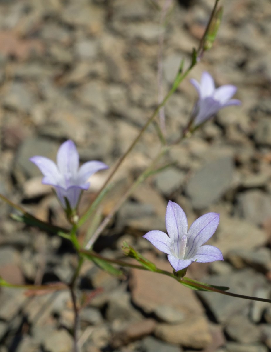 Campanula exigua