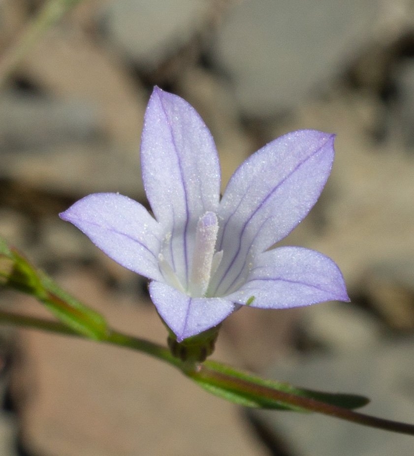 Campanula exigua