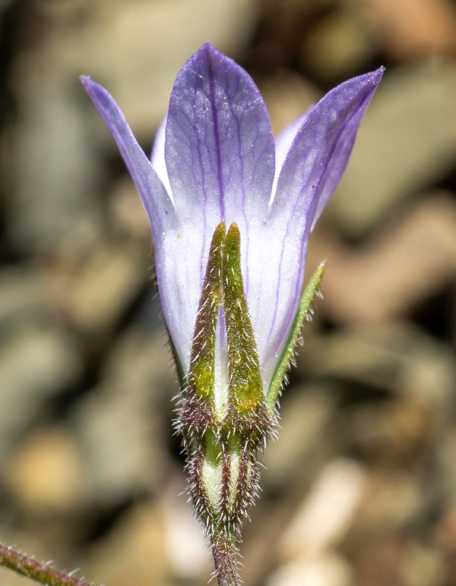 Campanula exigua