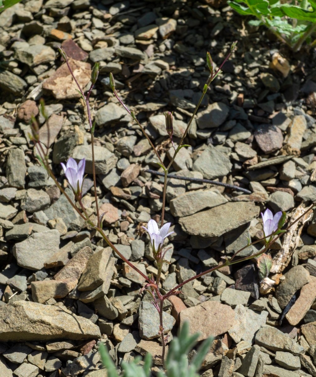 Campanula exigua