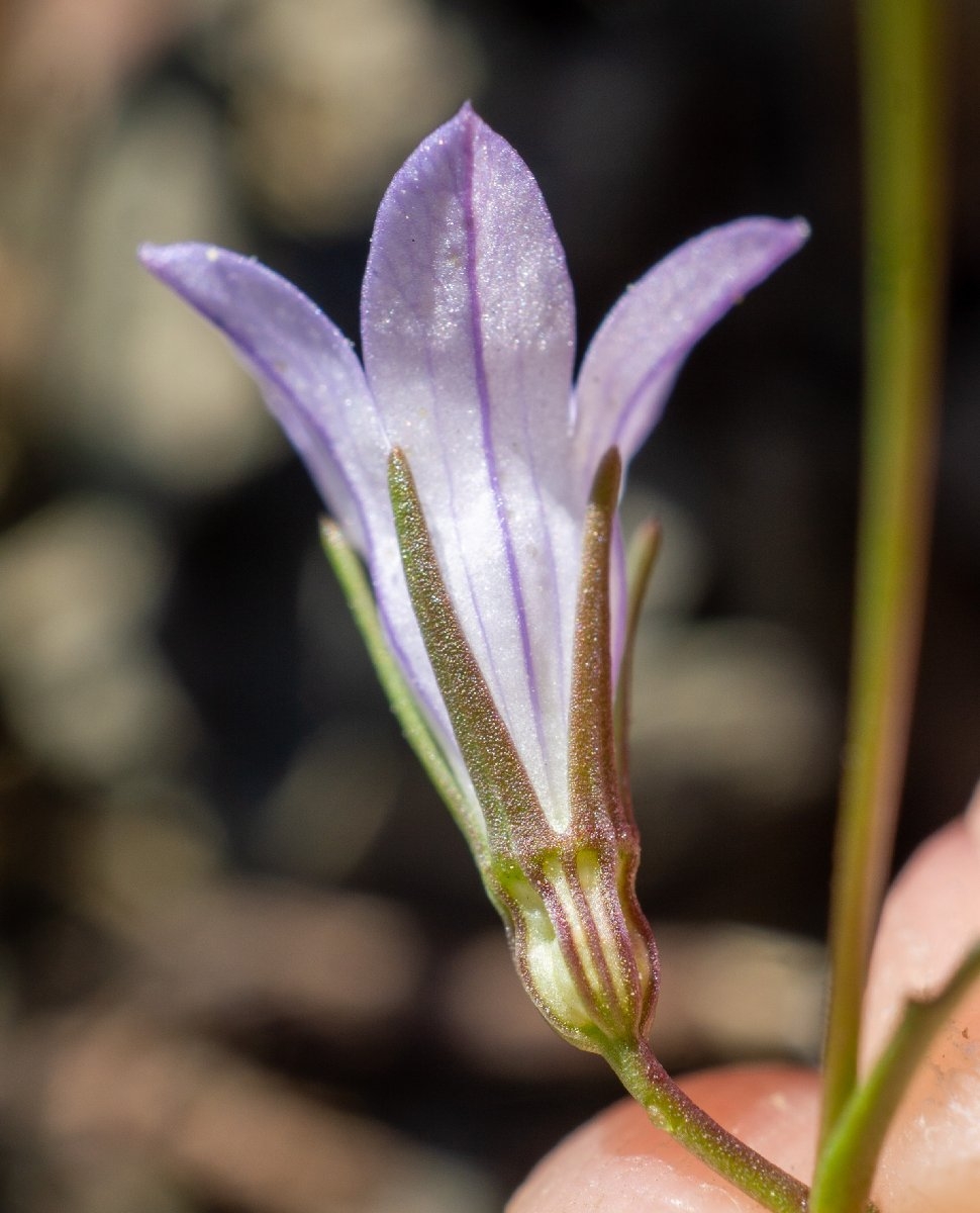 Campanula exigua