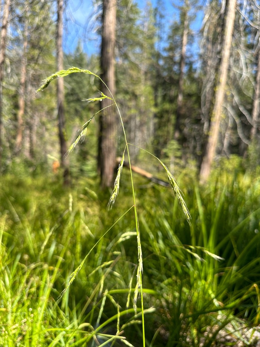 Festuca subulata