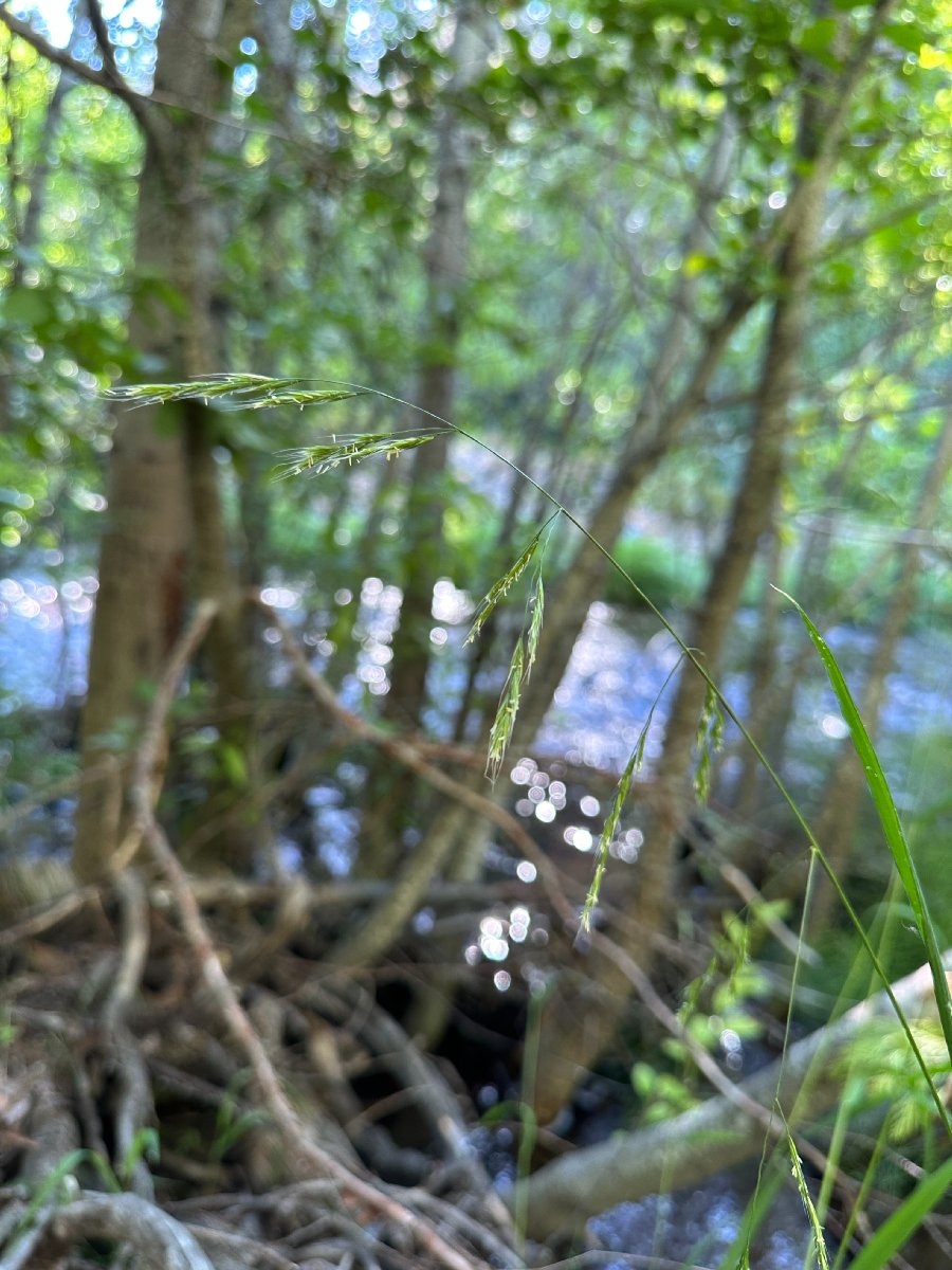 Festuca subulata