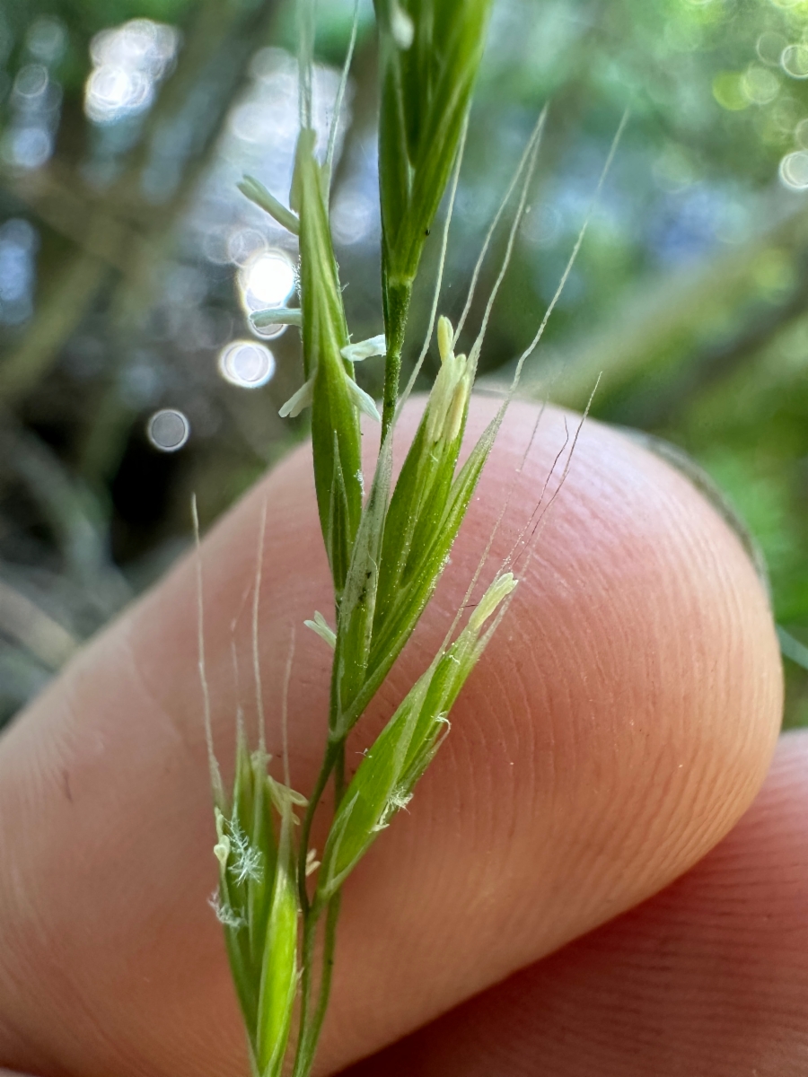 Festuca subulata