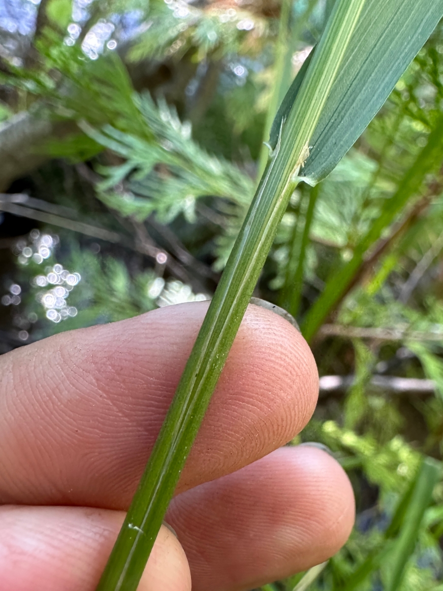 Festuca subulata