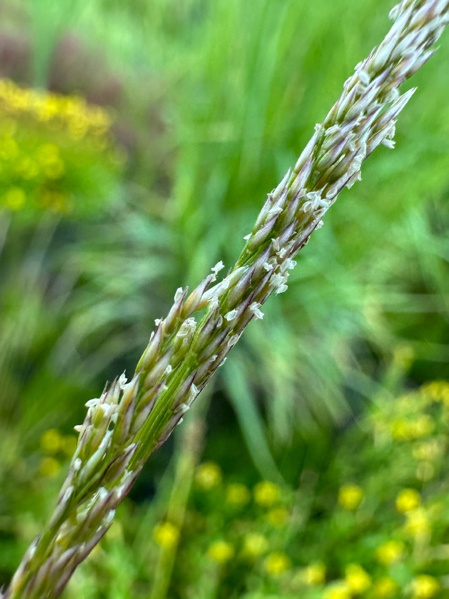 Agrostis variabilis