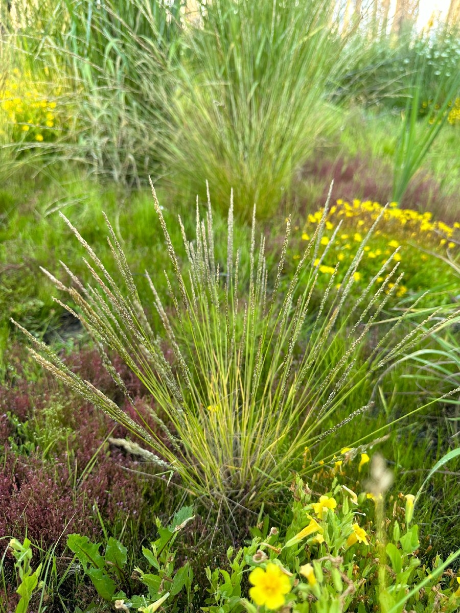 Agrostis variabilis