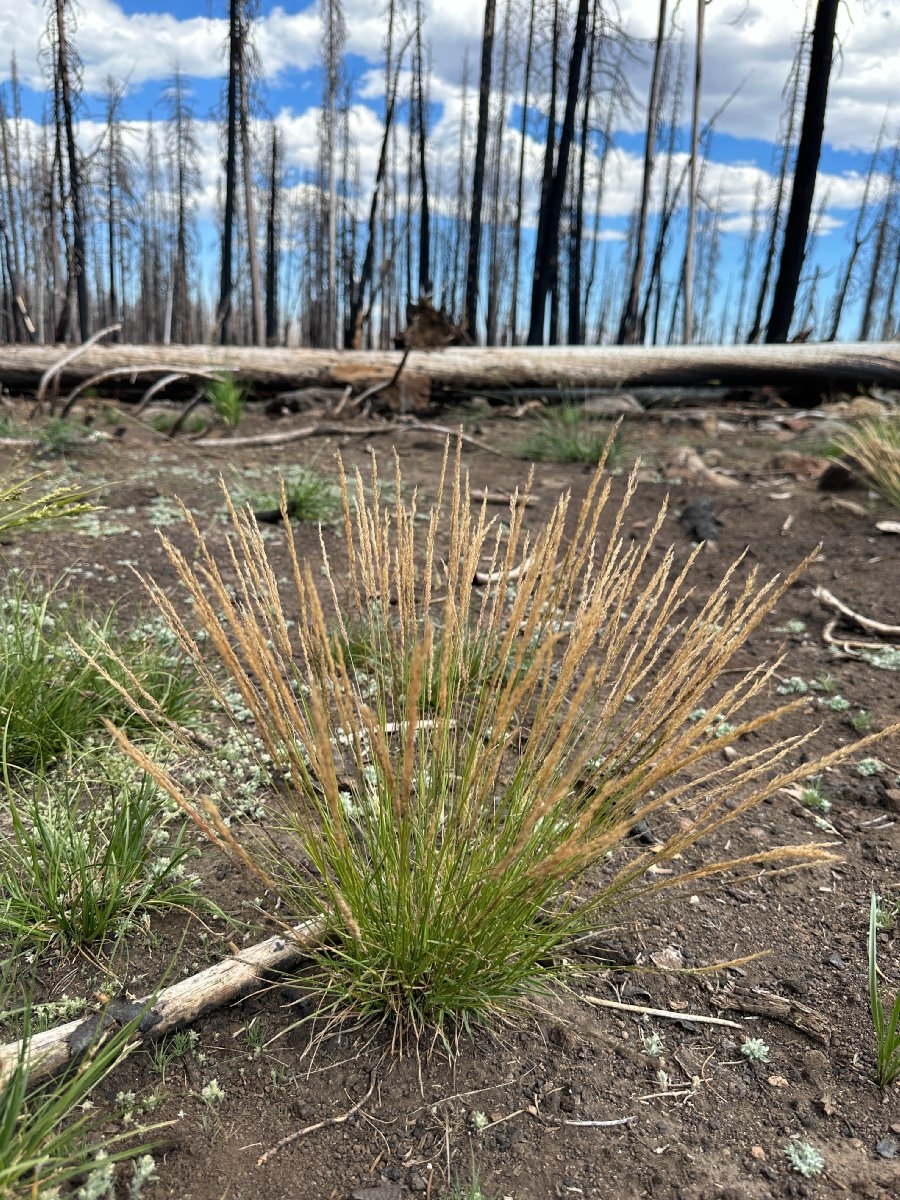 Agrostis variabilis