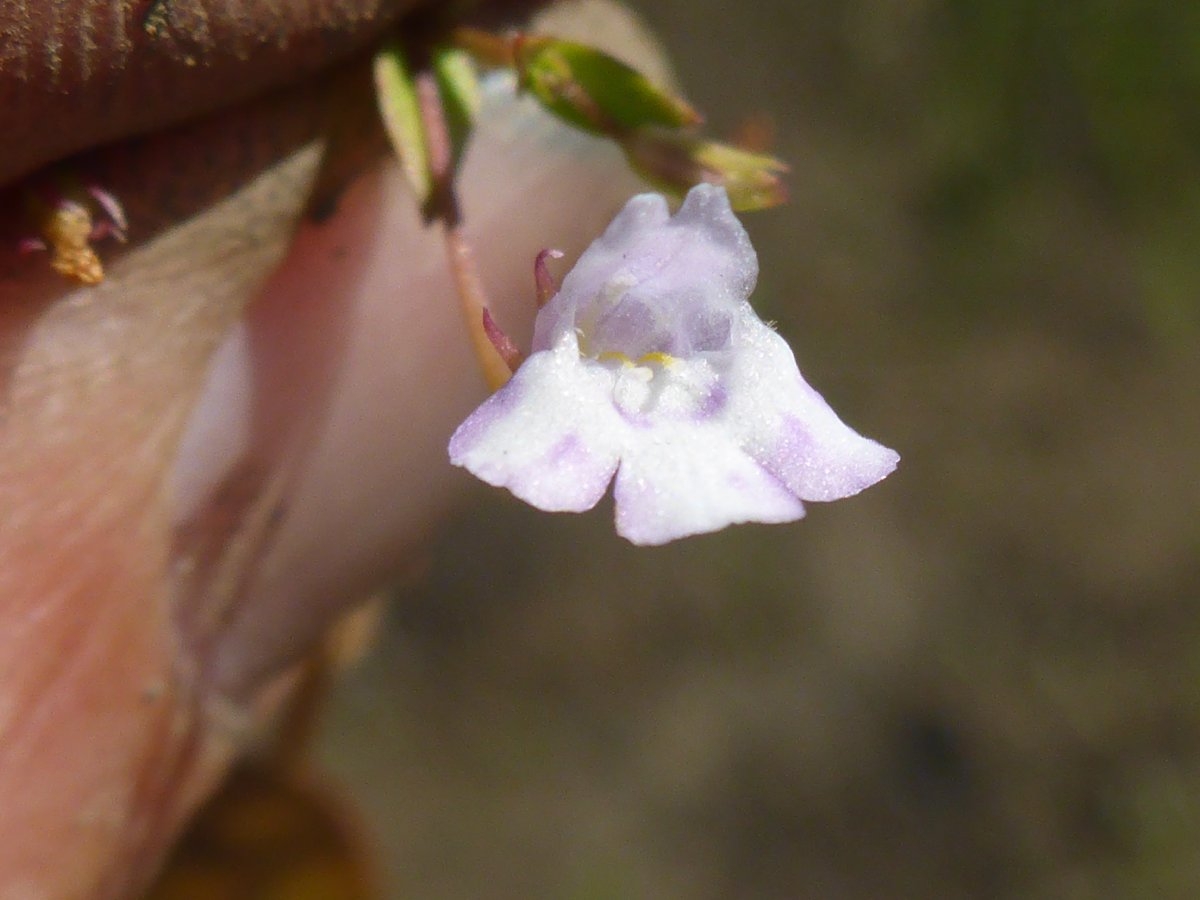 Lindernia dubia