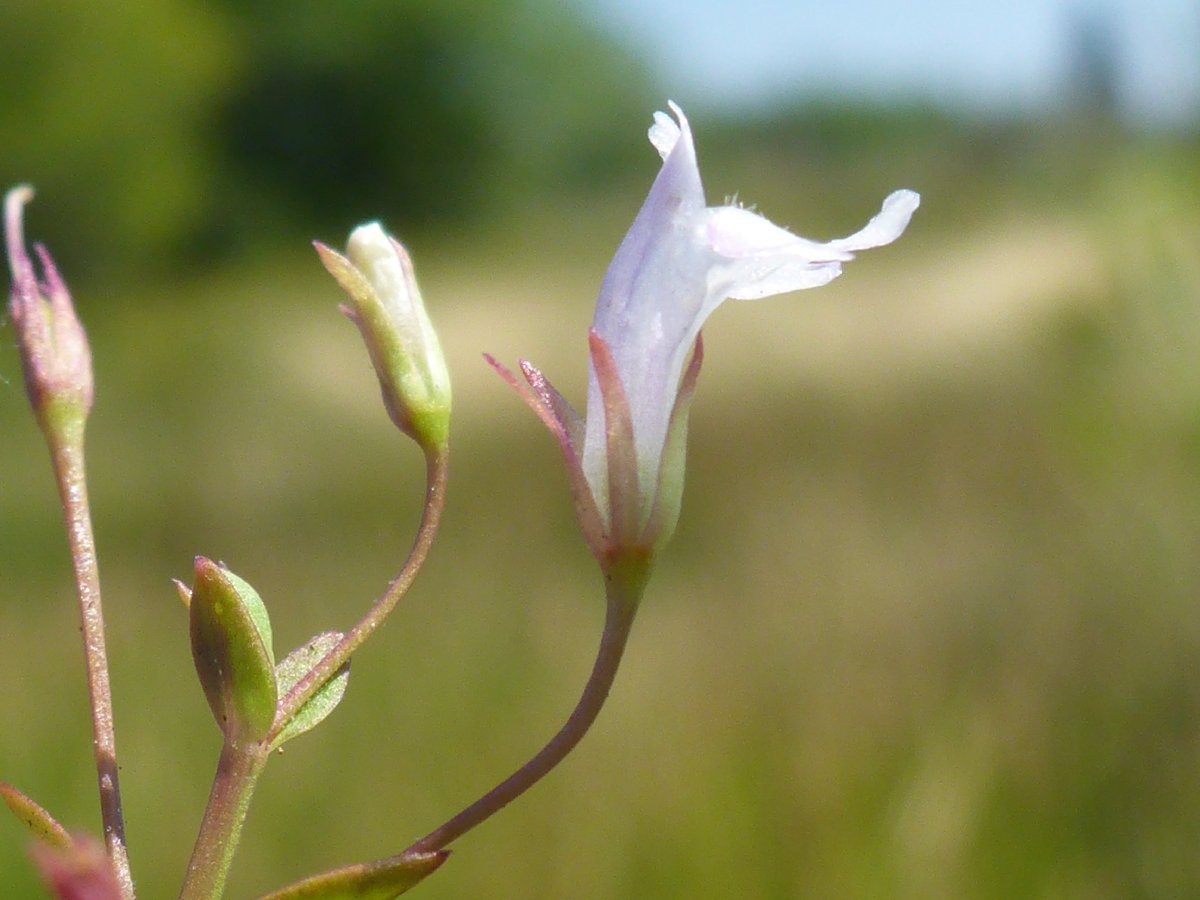 Lindernia dubia