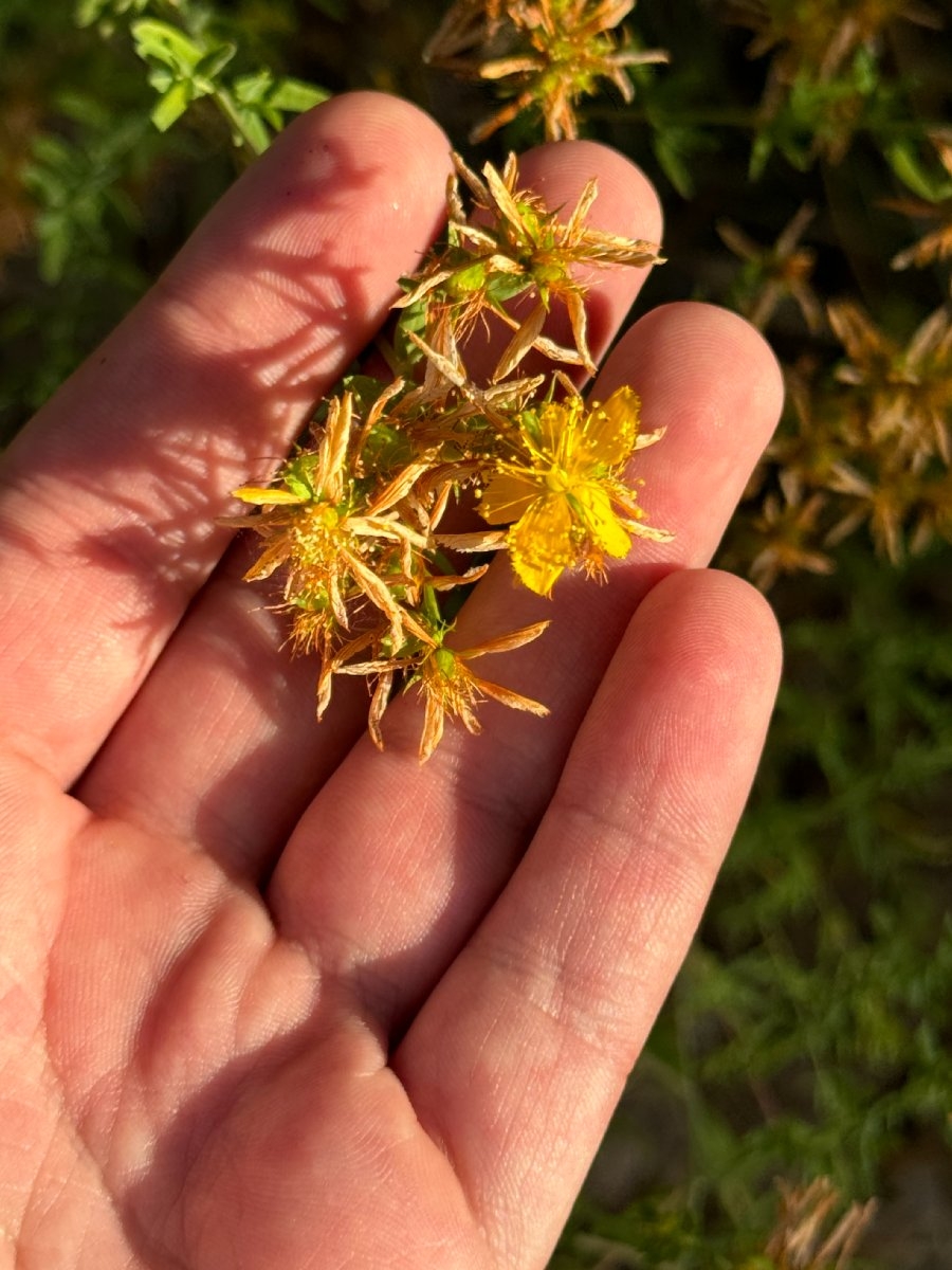 Hypericum perforatum ssp. perforatum