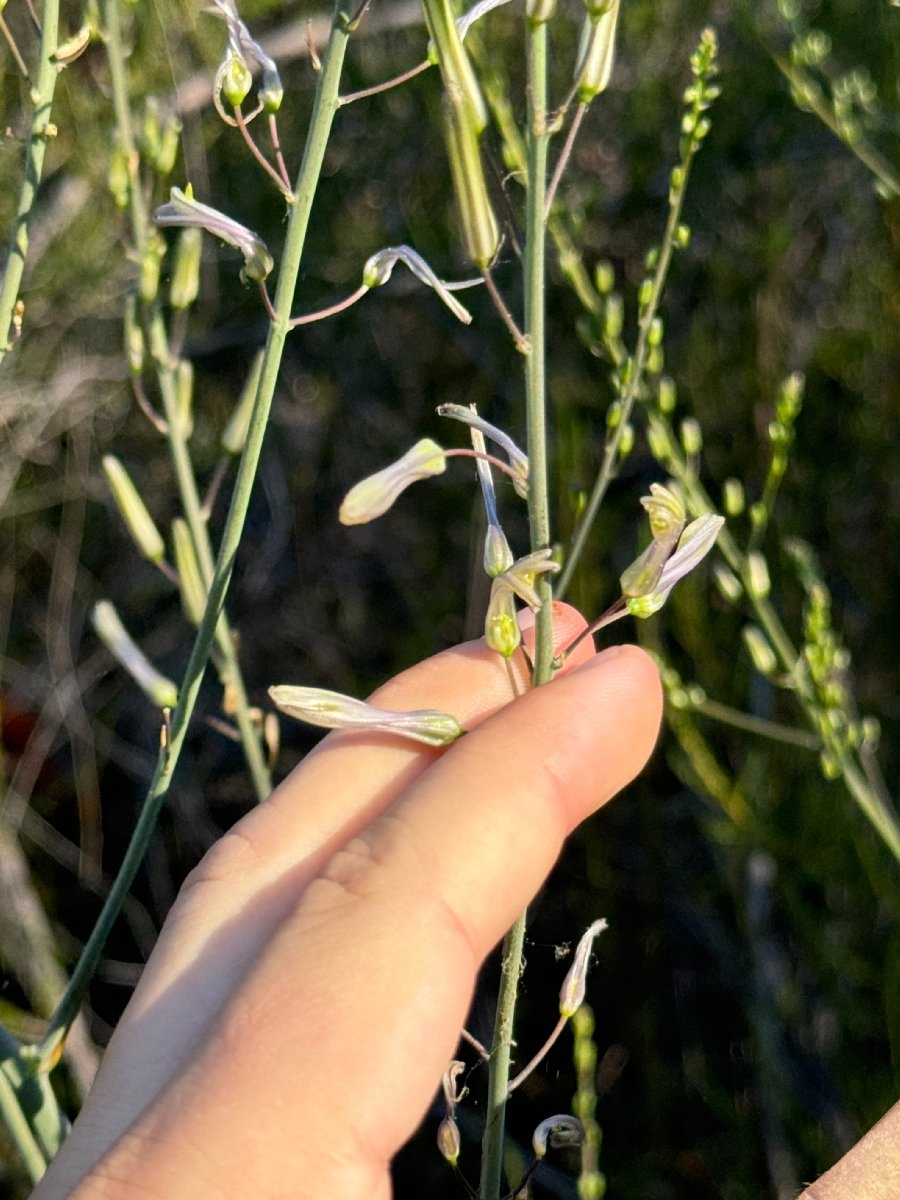 Chlorogalum grandiflorum