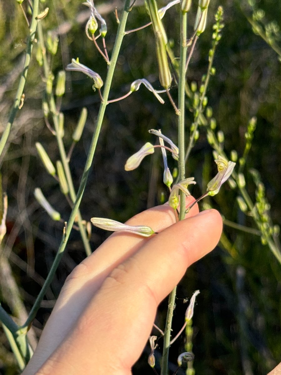 Chlorogalum grandiflorum