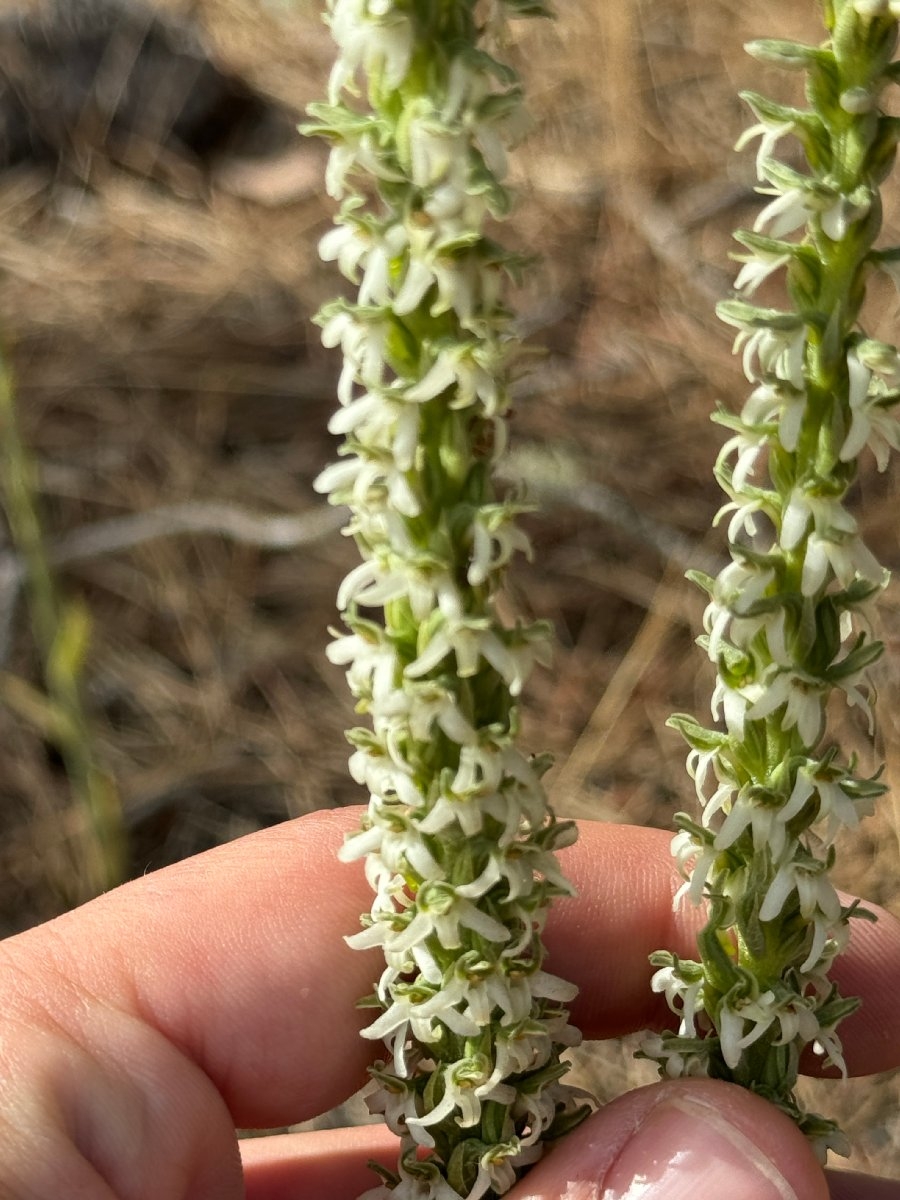 Piperia yadonii