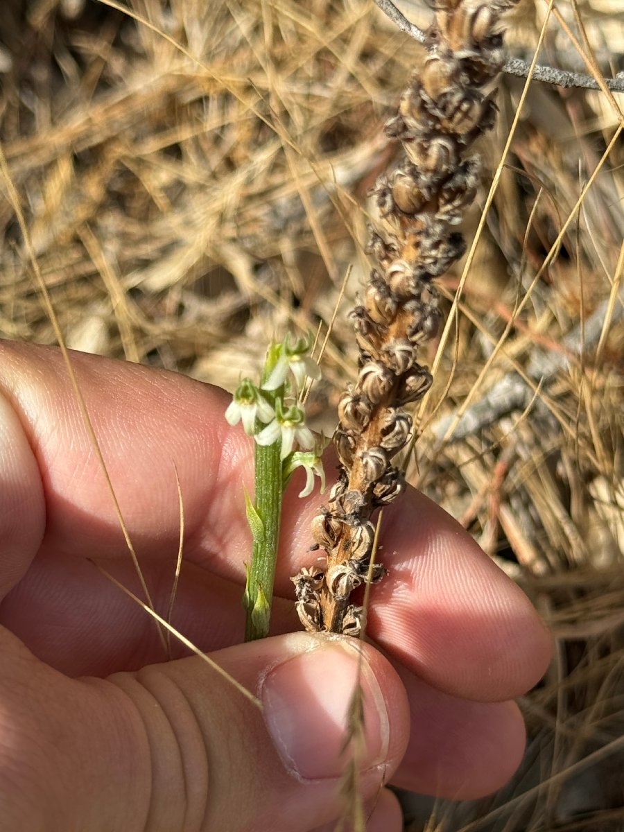 Piperia yadonii