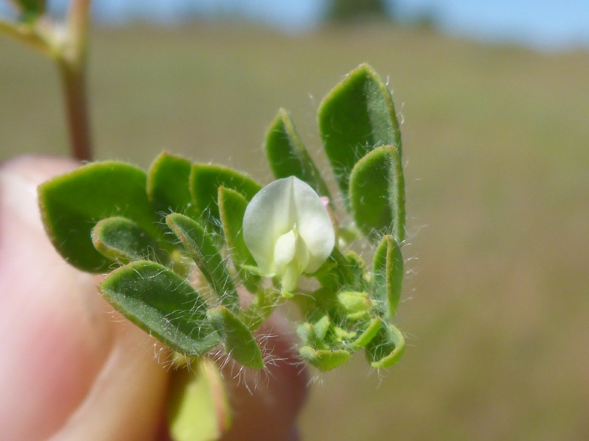 Acmispon denticulatus