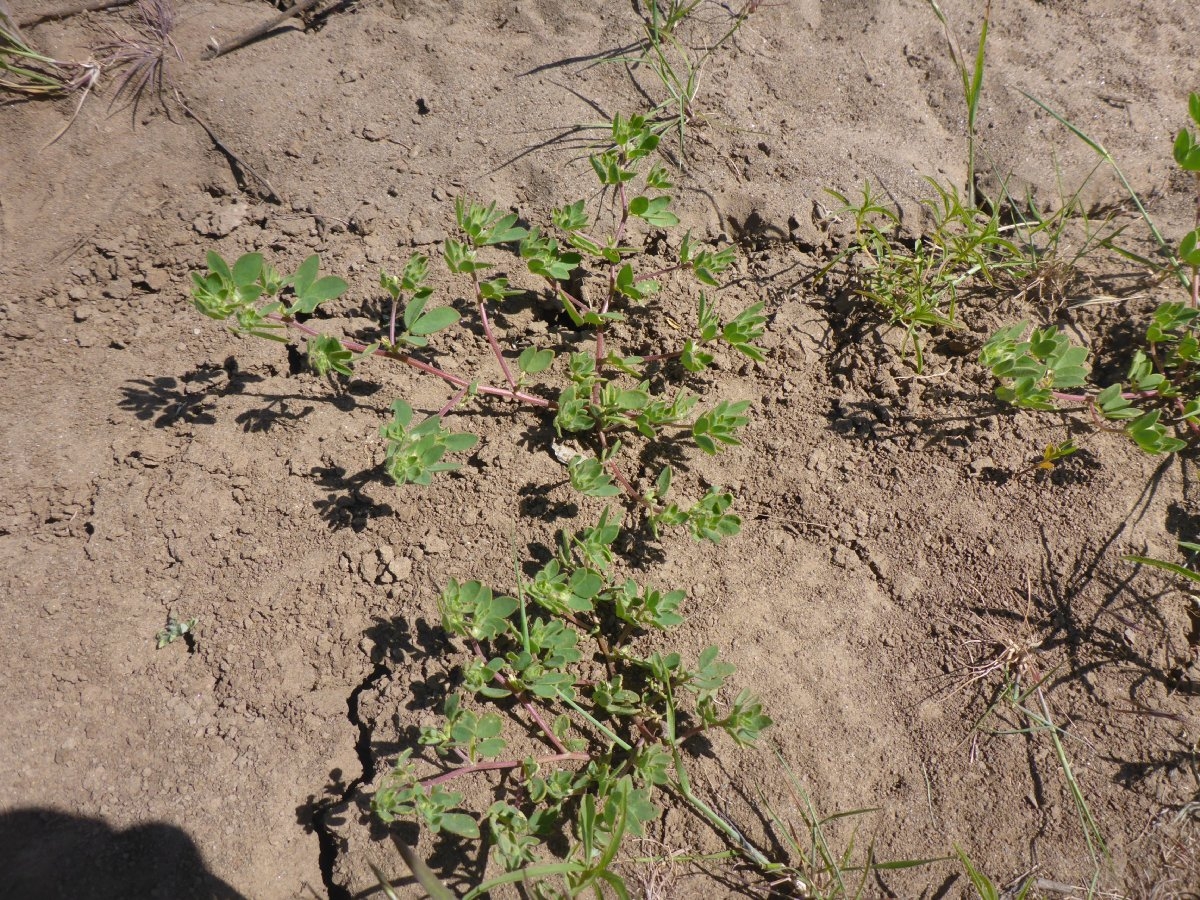 Acmispon denticulatus