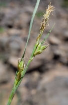 Carex brainerdii