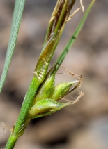 Carex brainerdii