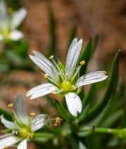 Pseudostellaria sierrae