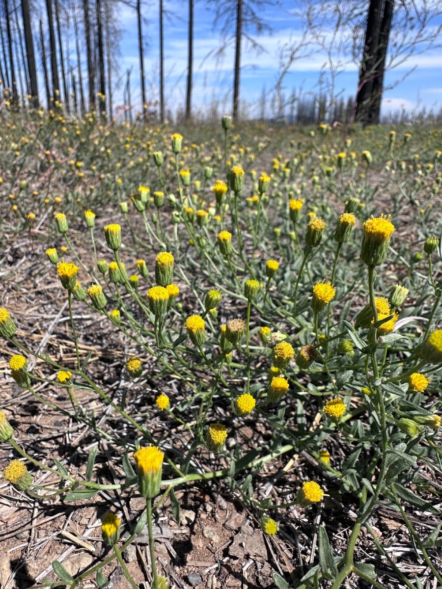 Erigeron inornatus var. calidipetris