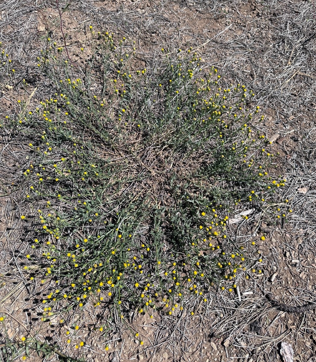 Erigeron inornatus var. calidipetris