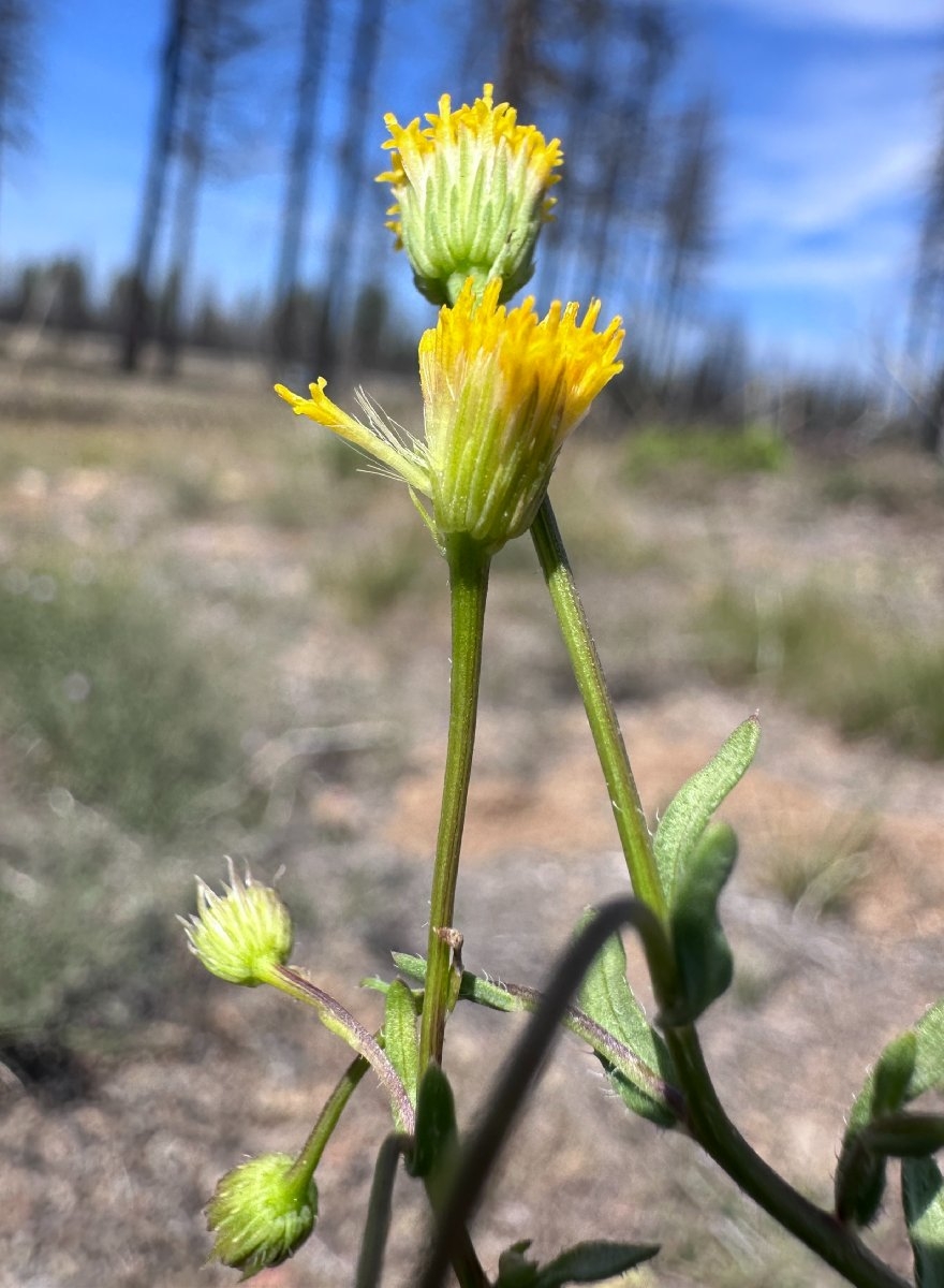 Erigeron inornatus var. calidipetris