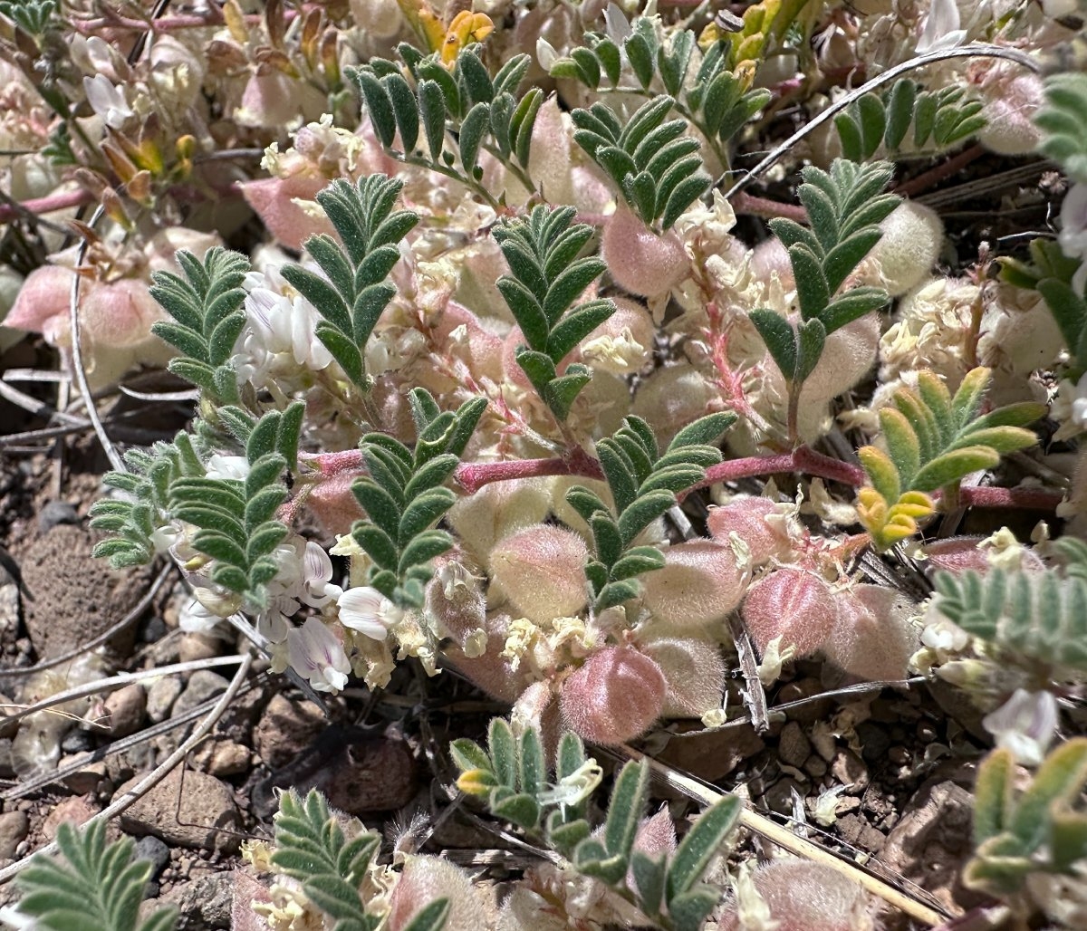 Astragalus pulsiferae var. suksdorfii