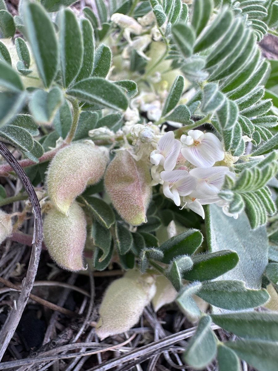 Astragalus pulsiferae var. suksdorfii