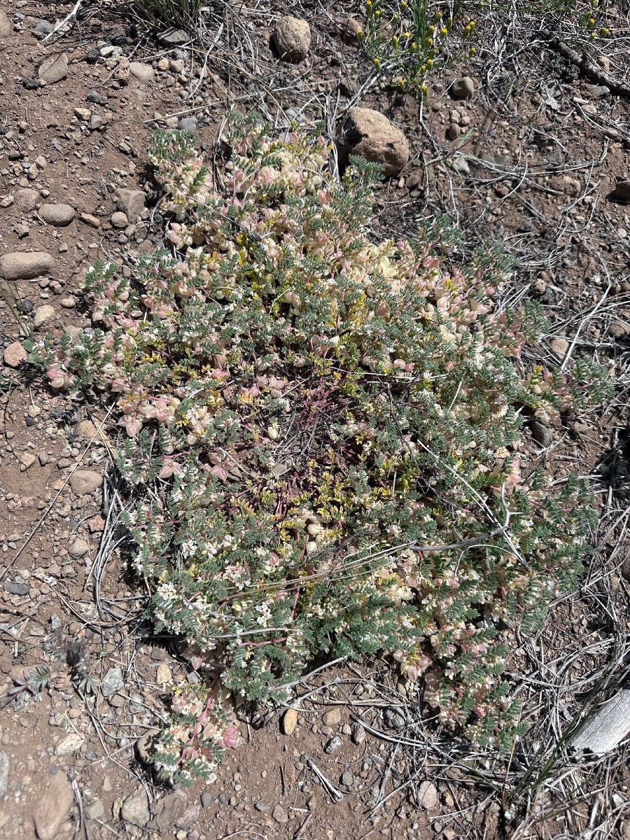 Astragalus pulsiferae var. suksdorfii