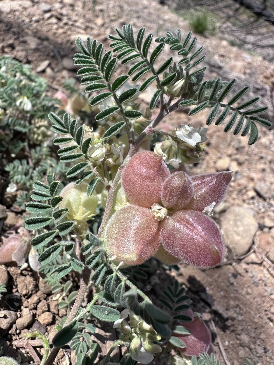 Astragalus pulsiferae var. suksdorfii