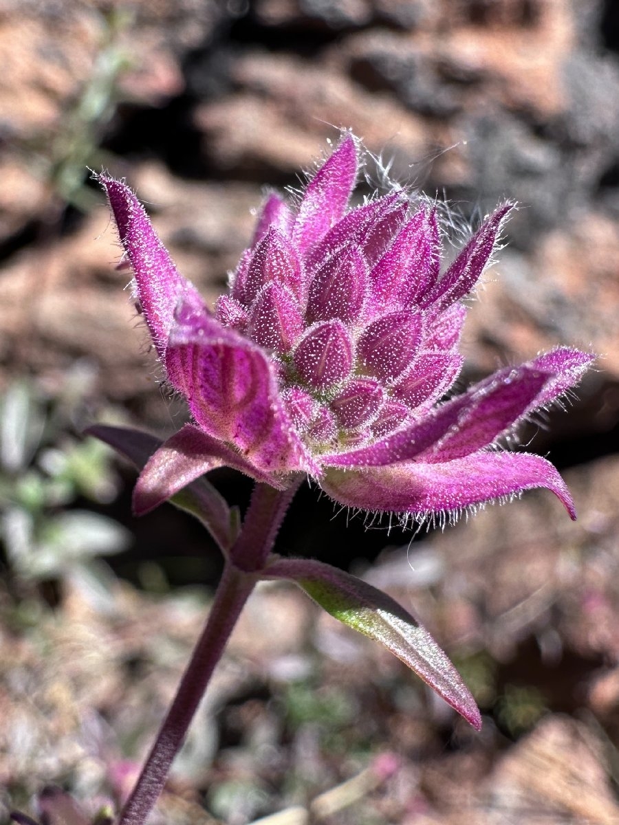 Monardella follettii