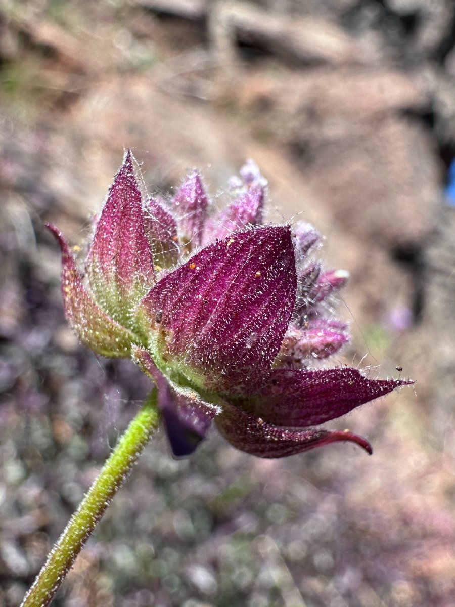 Monardella follettii