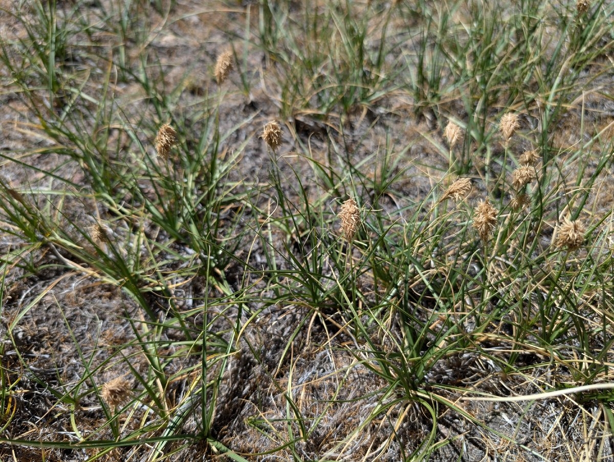 Carex douglasii