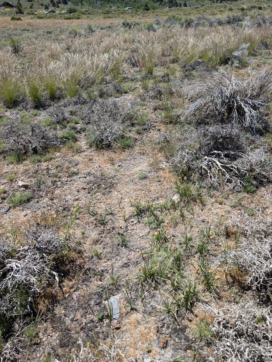 Carex douglasii