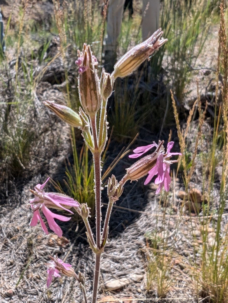 Silene nuda