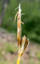 Carex geyeri