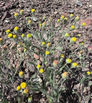 Erigeron lassenianus var. deficiens