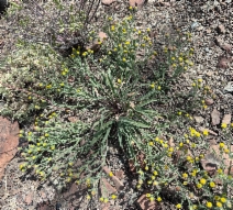 Erigeron lassenianus var. deficiens