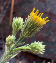 Erigeron petrophilus var. sierrensis