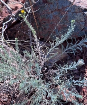 Erigeron petrophilus var. sierrensis