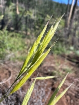 Bromus orcuttianus