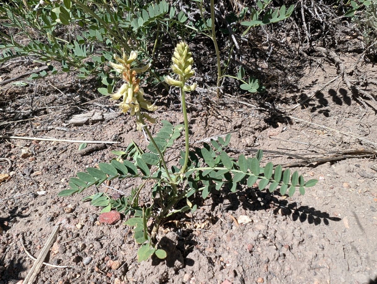 Astragalus canadensis var. brevidens