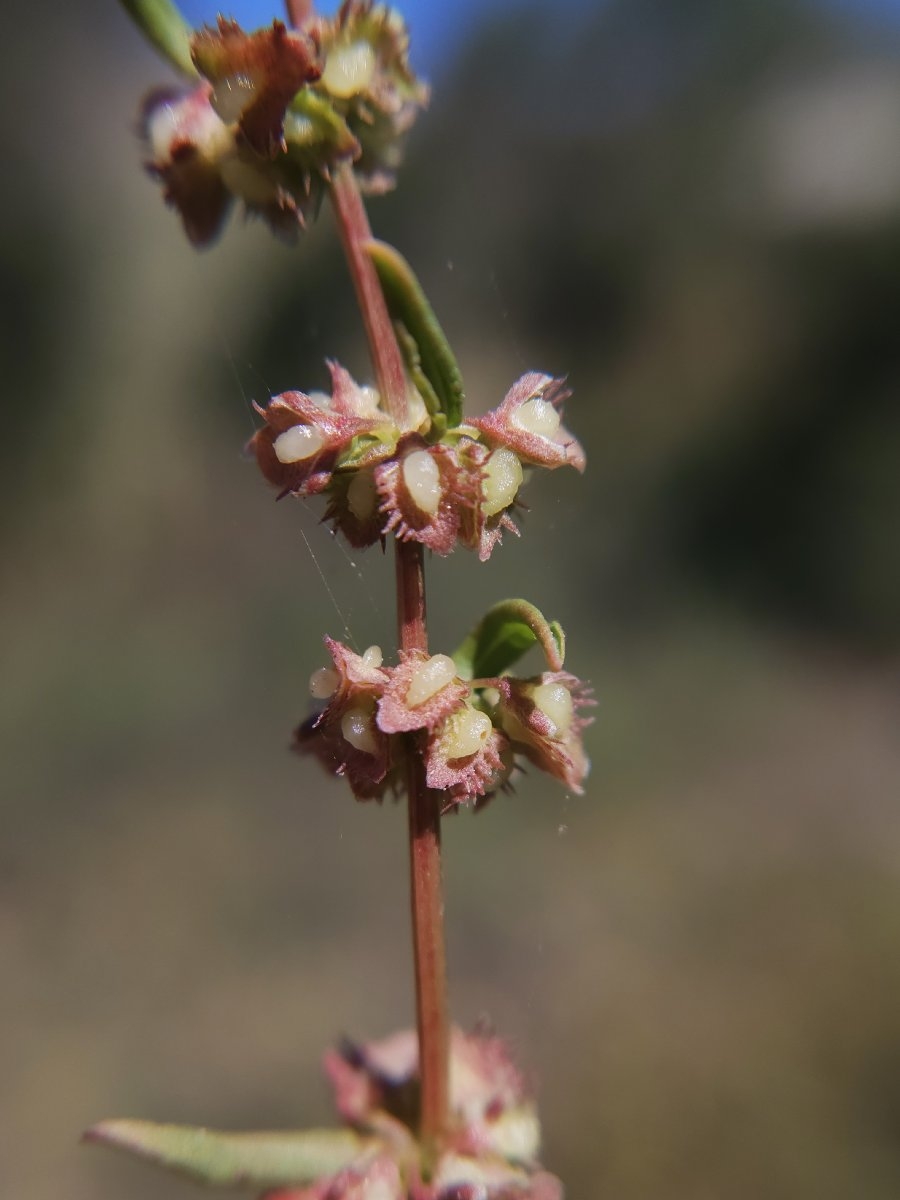 Rumex pulcher