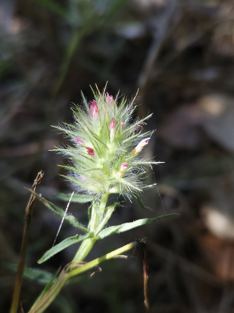 Trifolium angustifolium