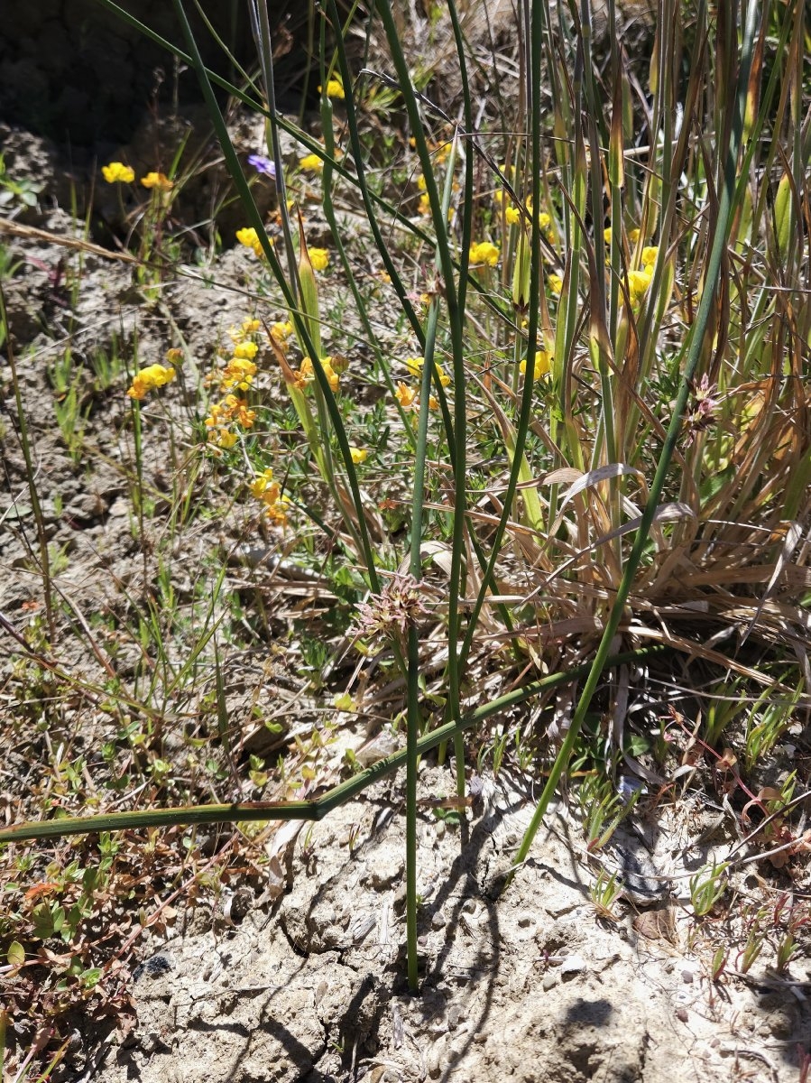 Juncus lescurii